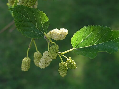 Morus alba, standing in for Morus alta