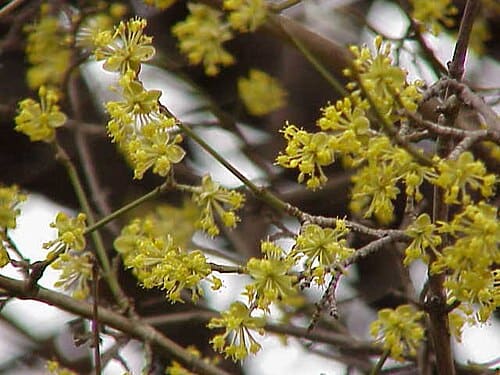Cornus, standing in for Cornus carnosa