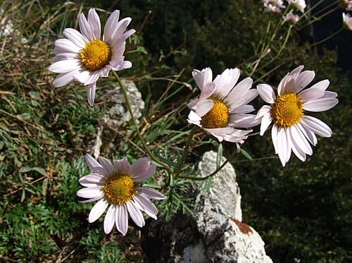 Dendranthema