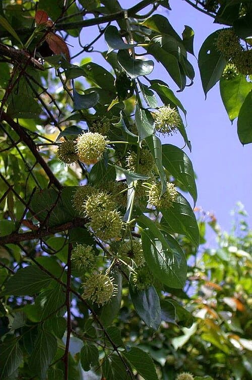 Uncaria
