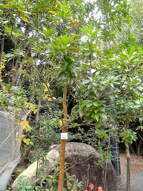 Helicia, standing in for Helicia nilagirica