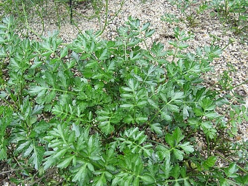 Cnidium japonicum