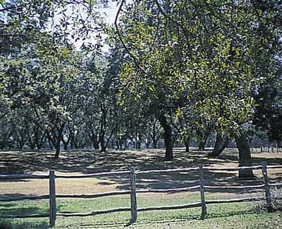 Carya illinoinensis