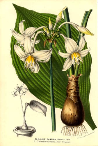 Eucharis, standing in for Eucharis grandiflora