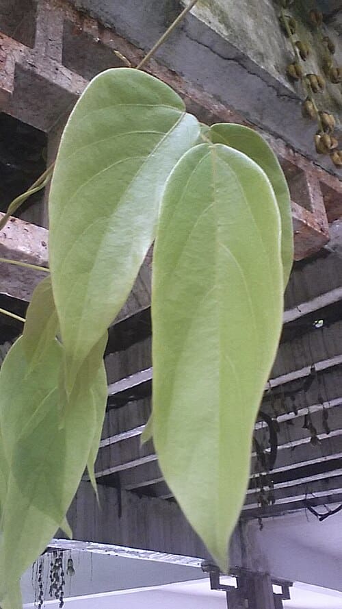 Mucuna birdwoodiana