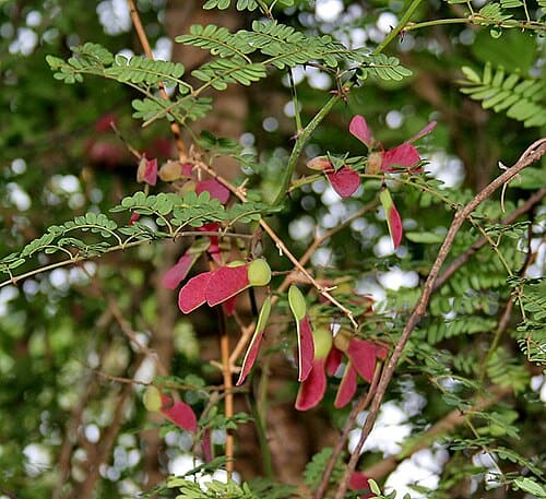Pterolobium, standing in for Pterolobium multiflorum