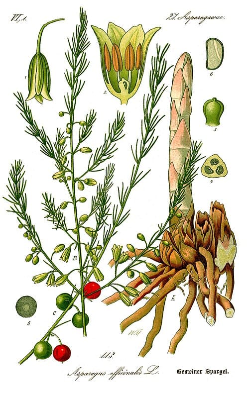 Asparagus, standing in for Asparagus flexuosus