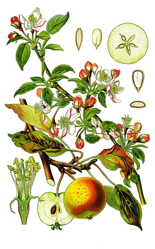 Malus sylvestris, standing in for Malus long-leaf