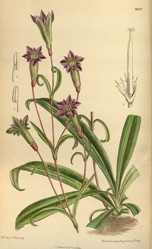 Gentiana dahurica