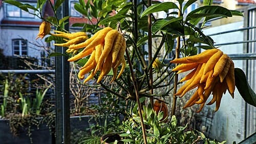 Citrus medica var. sarcodactylis