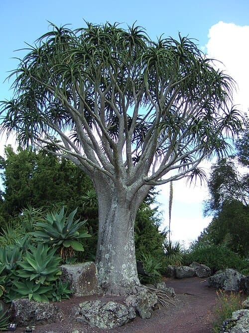 Aloe bainesii