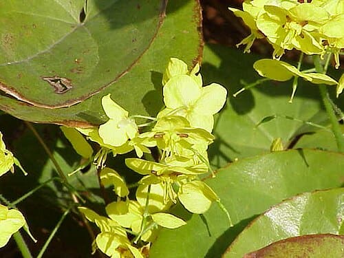 Epimedium, standing in for Epimedium sichuanicum