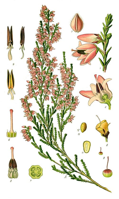 Calluna vulgaris