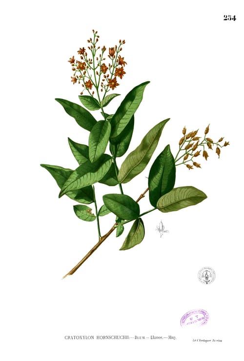 Cratoxylum