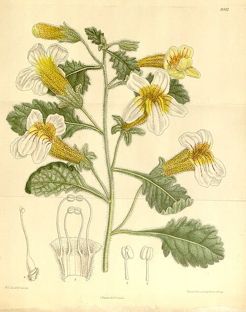 Rehmannia henryi