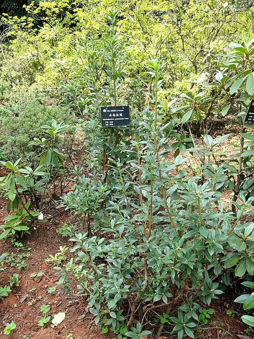 Rhododendron yunnanense