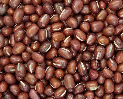 Vigna angularis