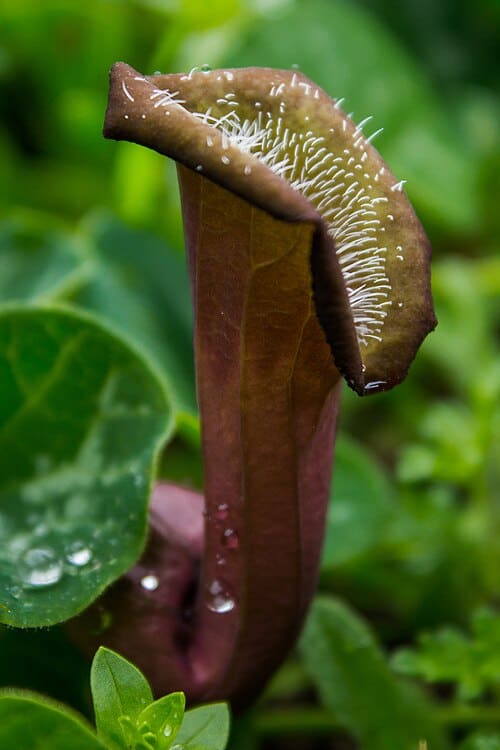 Aristolochia chilensis