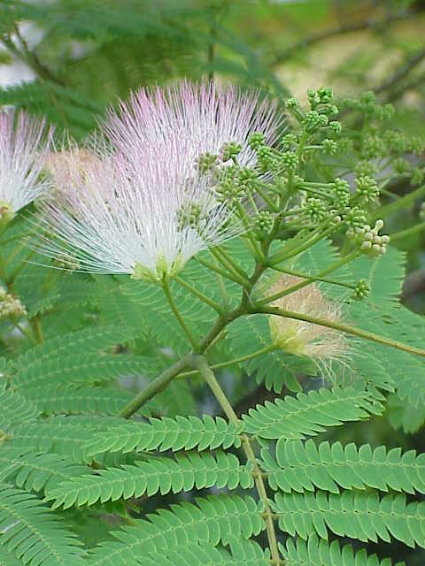 Albizia, standing in for Albizia illinoensis
