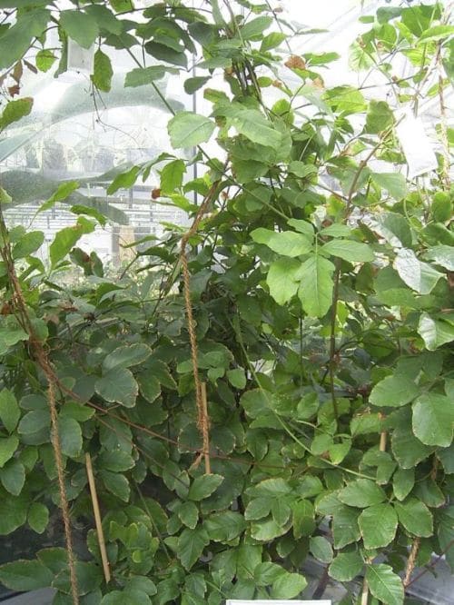 Paullinia cupana