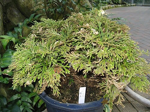 Selaginella tamariscina