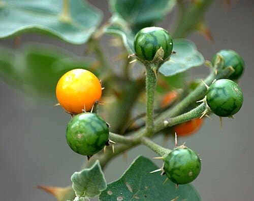 Solanum xanthocarpum
