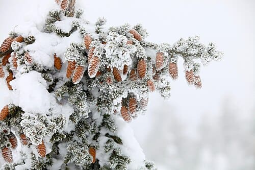 Picea obovata