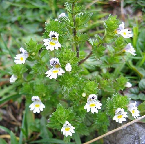 Euphrasia, standing in for Euphrasia pectinata