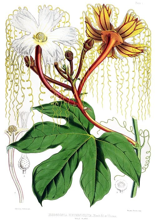 Cucurbitaceae, standing in for Hemsleya graciliflora