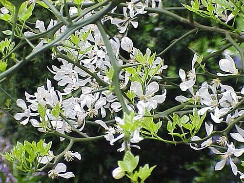 Citrus trifoliata
