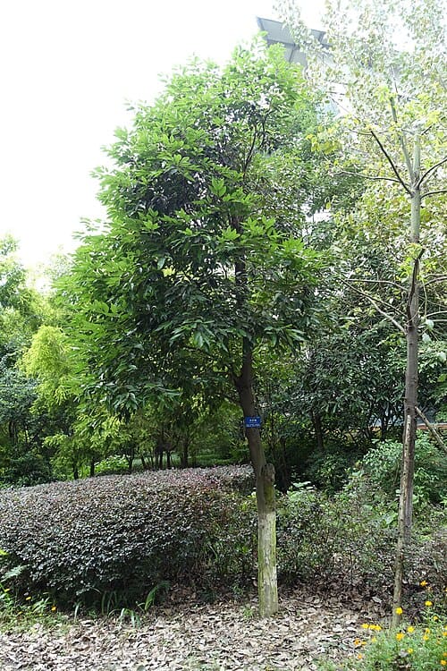 Cinnamomum japonicum