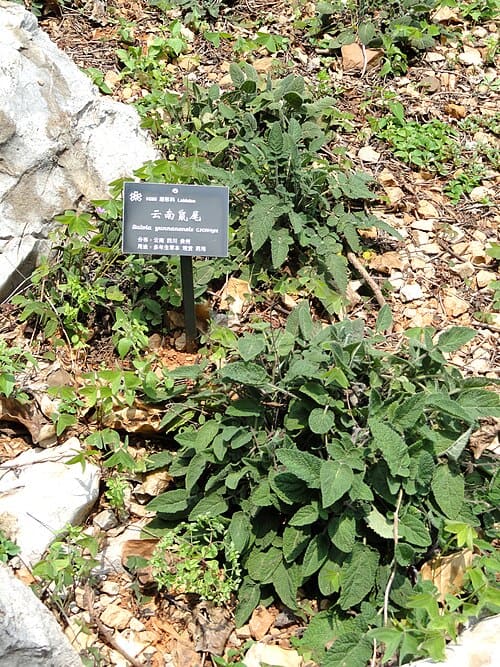 Salvia yunnanensis
