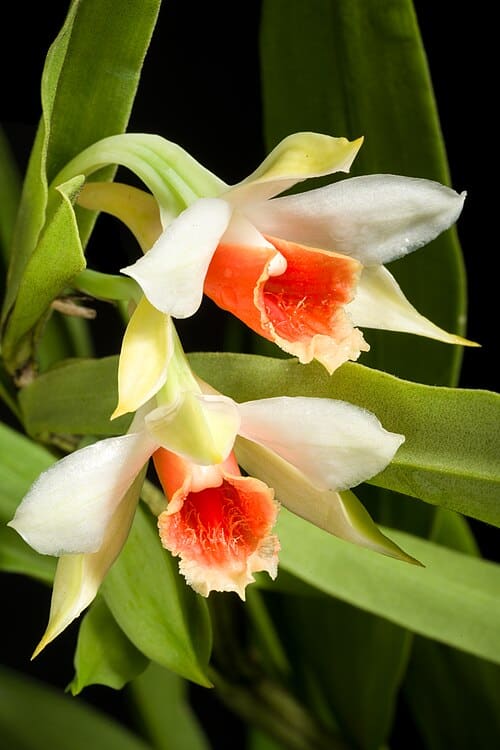 Dendrobium williamsonii