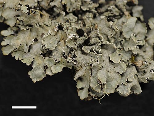 Parmeliaceae, standing in for Lichen