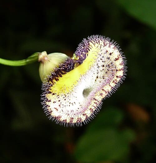 Aristolochia triangularis