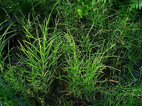 Equisetaceae