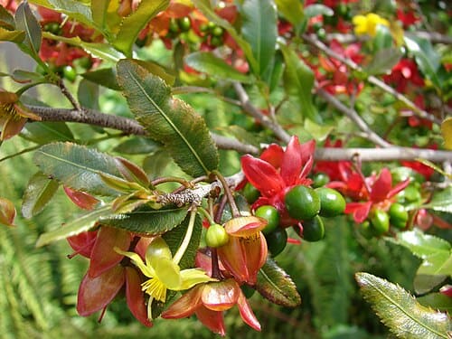 Ochna