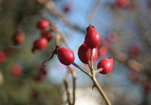 Rosa canina