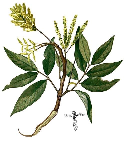 Engelhardia, standing in for Engelhardia roxburghiana