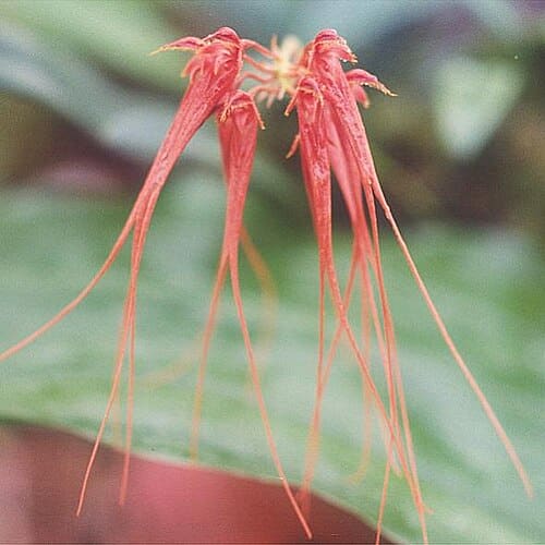 Bulbophyllum, standing in for Bulbophyllum odoratissimum