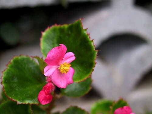 Begonia, standing in for Begonia purpurea