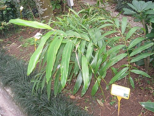 Amomum villosum, standing in for Amomum villosum var. xanthioides