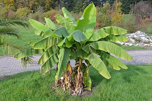 Musa basjoo