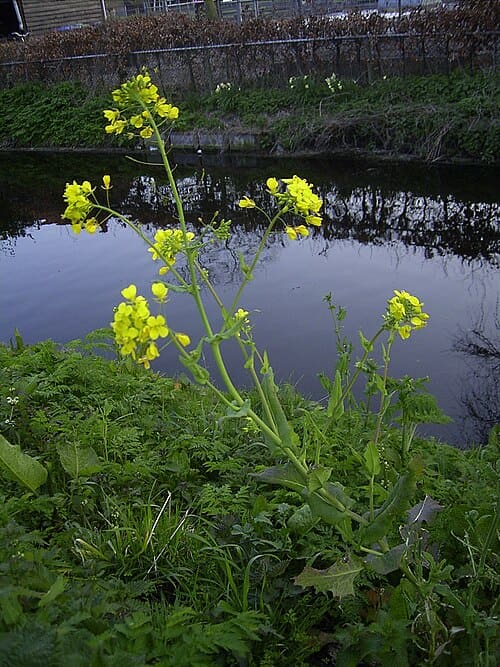 Brassica