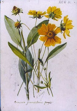 Coreopsis grandiflora