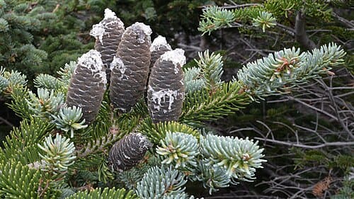 Abies balsamea