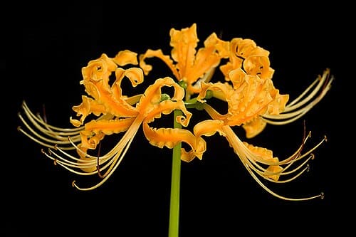 Lycoris, standing in for Lycoris guangxiensis