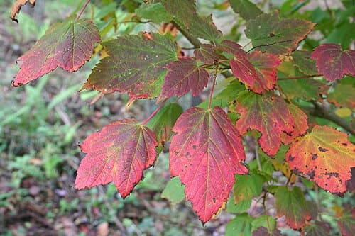 Acer spicatum