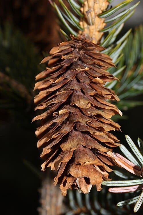 Pinaceae
