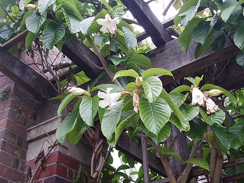 Beaumontia grandiflora